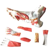 Detaylı Ayak Maketi Model 53 - 1