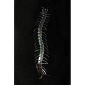 Şeffaf Renk Karanlıkta Parlayan Fosforlu Kırkayak 13 cm 1 Adet - 2