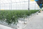NADAS ORGANİK TARIM İPİ TOPRAKSIZ TARIM İPİ UV KATKILI 1000 METRE MAVİ - 2