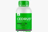 CEDRUS 1LT - 1