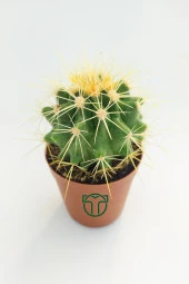 Altın Fıçı Kaktüsü, Echinocactus Grusonii, (5.5 cm Saksıda) - 3
