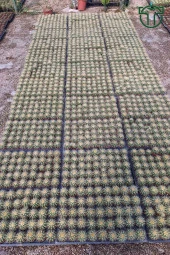 Altın Fıçı Kaktüsü, Echinocactus Grusonii, (5.5 cm Saksıda) - 4