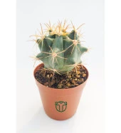 Ferocactus Horridus Kaktüs - 5.5 cm Saksıda - 1