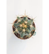 Ferocactus Horridus Kaktüs - 5.5 cm Saksıda - 2