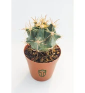 Ferocactus Horridus Kaktüs - 5.5 cm Saksıda - 3