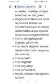 Hasyün Özyün Hakiki Yün Fanila Bronşit Fanila - 5