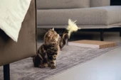 Beeztees Kedi Oltası, Tüylü, 45cm - 2