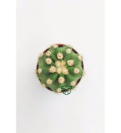 Echinopsis Subdenudata Beyaz Çiçekli Kaktüs 5.5 cm Saksıda - 2