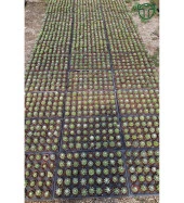 Echinopsis Subdenudata Beyaz Çiçekli Kaktüs 5.5 cm Saksıda - 3