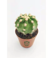 Echinopsis Subdenudata Beyaz Çiçekli Kaktüs 5.5 cm Saksıda - 1