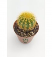 Notocactus Leninghausii  - Golden Ball Kaktüs - 5.5 cm Saksıda - 3