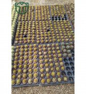 Notocactus Leninghausii  - Golden Ball Kaktüs - 5.5 cm Saksıda - 4