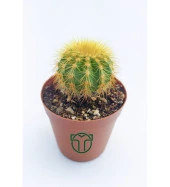 Notocactus Leninghausii  - Golden Ball Kaktüs - 5.5 cm Saksıda thumbnail 1