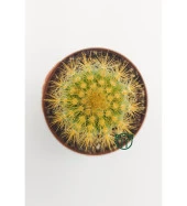 Notocactus Leninghausii  - Golden Ball Kaktüs - 5.5 cm Saksıda thumbnail 2