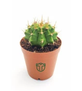 Gymnocalycium Mihanovichii - Çene Kaktüsü - 5.5 cm Saksıda thumbnail 1