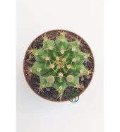 Gymnocalycium Mihanovichii - Çene Kaktüsü - 5.5 cm Saksıda thumbnail 2