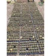 Gymnocalycium Mihanovichii - Çene Kaktüsü - 5.5 cm Saksıda thumbnail 3