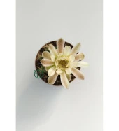 Gymnocalycium Mihanovichii - Çene Kaktüsü - 5.5 cm Saksıda thumbnail 5