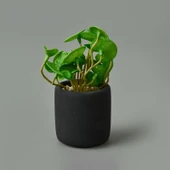 Mini Pot Soft Yaprak Saksılı Çiçek - Asorti - 8x6x6 cm - 1