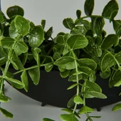 Dekor Yapay Okaliptus - Asorti - 50x20 cm thumbnail 3