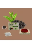 Noura Natural Hediyelik 50’lı Lüks Ahşap Çay Kutusu - 3