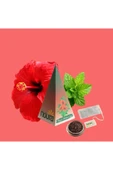 Noura Natural Hediyelik 28'li Lüks Ahşap Çay Kutusu - 5
