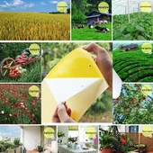 Çift Taraflı Sarı Yapışkan Böcek Tutucu Levha 10'lu Paket Kavun Meyve Sineği Tuzak Levhası - 5