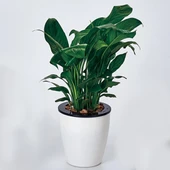 Otomatik Su Emici Çift Katmanlı Plastik Saksı Beyaz 11cm Çap 10.3cm Yükseklik - 1