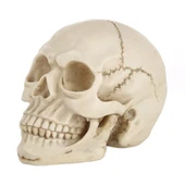 Beyaz Kafatası Dekoratif Hallowmas Prop Gösterim 19x13x14 cm - 1