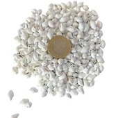 Nassa Shell Yerli Boyanmiş Kiloluk Deniz Kabuğu (1 KG - 1