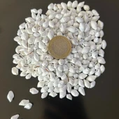 Nassa Shell Yerli Boyanmiş Kiloluk Deniz Kabuğu (1 KG - 5