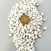 Nassa Shell Yerli Boyanmiş Kiloluk Deniz Kabuğu (1 KG - 3