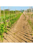 Ersa Hediyelik Bambu Bitki Destek Çubuğu 200 Cm 6'lı - 3