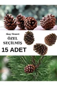 AKAY TİCARET Çam Kozalağı Kaliteli Seçilmiş 15 Adet Doğal Çam Doğal Dekoratif Süsleme Kozalak Yılbaşı Süsü thumbnail 1