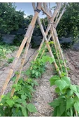 RVN Stone Works Bambu Çubuk Bambu Bitki Destek Çubuğu 5 Adet 120 cm - 2