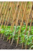 ekofidan Bambu Fidan Bitki Destek Çubuğu 150 Cm 25 Adet - 2