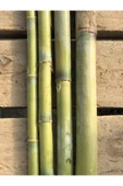 FİDAN PAZARI Bambu Bitki Destek Çubuğu 10 Adet 150cm - 1