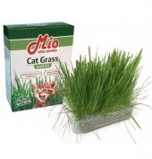 Mio Cat Grass Kedi Çimi - 1