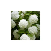 Saksılı Kartopu Çiçeği 40-60 cm thumbnail 3