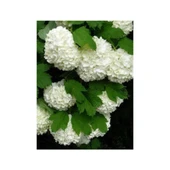 Saksılı Kartopu Çiçeği 40-60 cm thumbnail 2