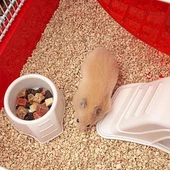 Ferplast Coney Island Hamster Kafesi Beyaz 50x35x25Cm - 4