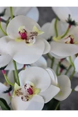 45 cm Yapay Islak Orkide Dekorasyon Beyaz Orkide Demeti thumbnail 1