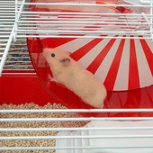 Ferplast Coney Island Hamster Kafesi Beyaz 50x35x25Cm - 3
