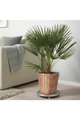 IKEA Hasır Saksı Frıdfull Su Sümbülü - 4