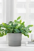 IKEA NYPON Saksı - 1