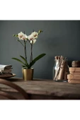IKEA Gold Renk Saksı Bitki Çiçek Saksısı 9 Cm Çelik - 2