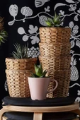 IKEA Frıdfull Saksı, Su Sümbülü, 12 Cm Bej Plastik 12 Cm - 2