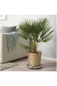 IKEA KLYNNON bambu saksı 24cm - 6