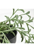 IKEA 0-10 FEJKA yapay bitki, yeşil, 9 cm, senecio radicans Saksı Yeşil - 3