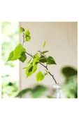 IKEA Adlad Kurutulmuş Çiçek, Çok Renkli, 90 G, Iskandinav Ormanları - 2